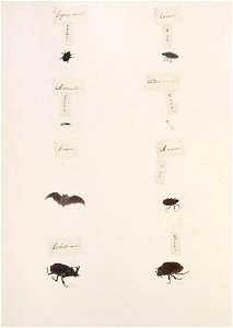 Naturalis Biodiversity Center - RMNH.ART.289 - Trypoxylus dichotomus - indets - Kawahara Keiga - 1823 - 1829 - Siebold Collection - pencil drawing - water colour