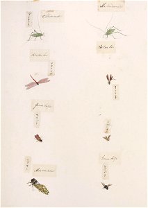 Naturalis Biodiversity Center - RMNH.ART.290 - Xylocopa appendiculata - Graptopsaltria nigrofuscata - Hexacentrus japonica - Kawahara Keiga - 1823 - 1829 - Siebold Collection - pencil drawing - water colour