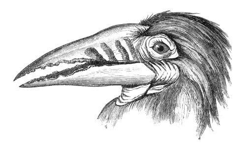 Natural History, Birds - Buceros