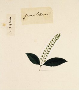 Naturalis Biodiversity Center - RMNH.ART.853 - Prunus buergeriana - Kawahara Keiga - 1823 - 1829 - Siebold Collection - pencil drawing - water colour