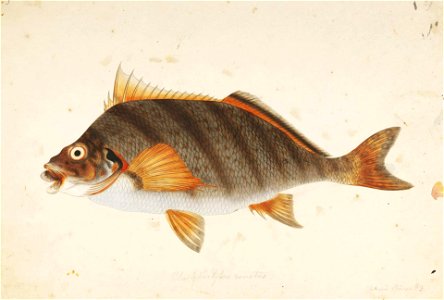 Naturalis Biodiversity Center - RMNH.ART.370 - Goniistius zonatus (Cuvier) - Kawahara Keiga - 1823 - 1829 - Siebold Collection - pencil drawing - water colour