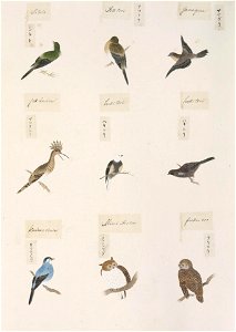 Naturalis Biodiversity Center - RMNH.ART.300-Carduelis sinica-Otus scops-Strix uralensis-Leucosticte arctoa-Lonchura maja-Upupa epops-Kawahara Keiga-1823-1829-Siebold Collection-pencil drawing-water colour