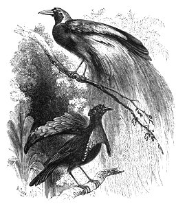 Natural History, Birds - Paradise
