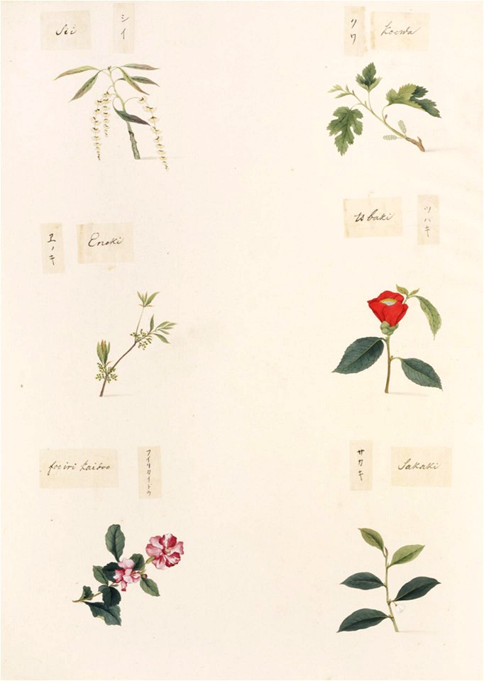 Naturalis Biodiversity Center - RMNH.ART.354-Cleyera japonica-Malus halliana-Camellia japonica-Celtis sinensis-Morus sp.-Castanopsis sieboldii-Kawahara Keiga-1823-1829 - Siebold Collection - pencil drawing-water colour
