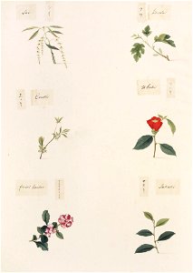 Naturalis Biodiversity Center - RMNH.ART.354-Cleyera japonica-Malus halliana-Camellia japonica-Celtis sinensis-Morus sp.-Castanopsis sieboldii-Kawahara Keiga-1823-1829 - Siebold Collection - pencil drawing-water colour. Free illustration for personal and commercial use.