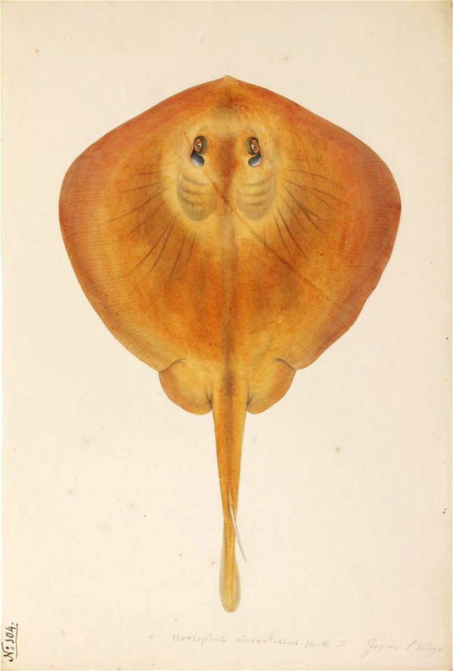 Naturalis Biodiversity Center - RMNH.ART.258 - Urolophus aurantiacus Muller and Henle - Kawahara Keiga - 1823 - 1829 - Siebold Collection - pencil drawing - water colour