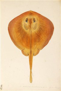 Naturalis Biodiversity Center - RMNH.ART.258 - Urolophus aurantiacus Muller and Henle - Kawahara Keiga - 1823 - 1829 - Siebold Collection - pencil drawing - water colour