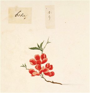 Naturalis Biodiversity Center - RMNH.ART.860 - Chaenomeles speciosa - Kawahara Keiga - 1823 - 1829 - Siebold Collection - pencil drawing - water colour