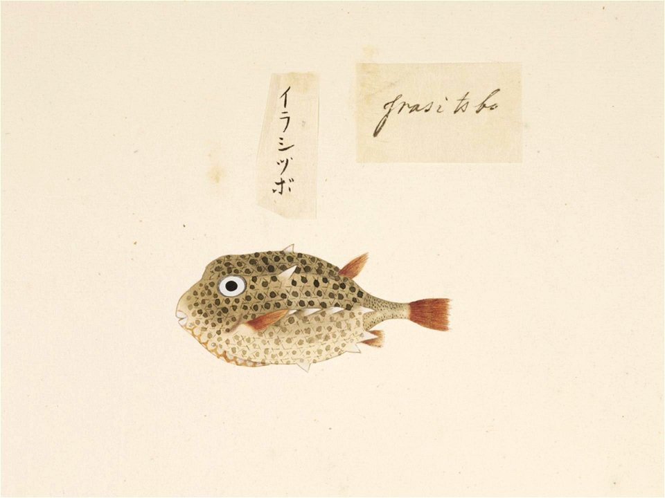 Naturalis Biodiversity Center - RMNH.ART.556 - Kentrocapros aculeatus - Kawahara Keiga - 1823 - 1829 - Siebold Collection - pencil drawing - water colour