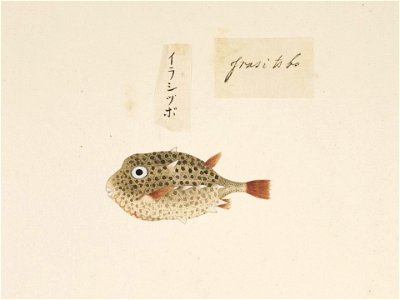 Naturalis Biodiversity Center - RMNH.ART.556 - Kentrocapros aculeatus - Kawahara Keiga - 1823 - 1829 - Siebold Collection - pencil drawing - water colour