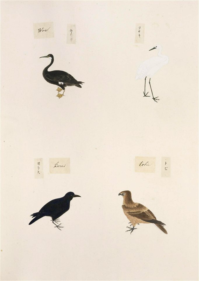 Naturalis Biodiversity Center - RMNH.ART.305 - Phalacrocorax pelagicus - Egretta garzetta - Milvus migrans - Corvus macrorhynchos - Kawahara Keiga - 1823 - 1829 - Siebold Collection - pencil drawing - water colour