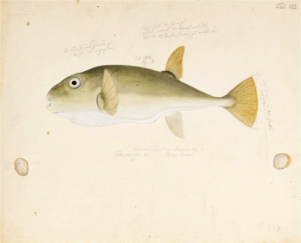 Naturalis Biodiversity Center - RMNH.ART.166 - Lagocephalus sceleratus (Gmelin) - Kawahara Keiga - 1823 - 1829 - Siebold Collection - pencil drawing - water colour