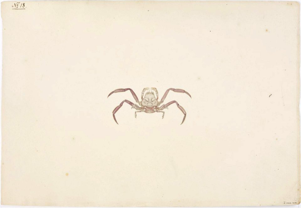 Naturalis Biodiversity Center - RMNH.ART.81 - Dorippe japonica - Kawahara Keiga - 1823 - 1829 - Siebold Collection - pencil drawing - water colour
