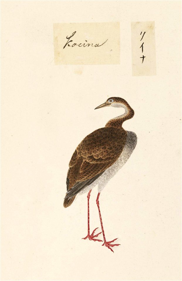 Naturalis Biodiversity Center - RMNH.ART.451 - Rallus aquaticus - Kawahara Keiga - 1823 - 1829 - Siebold Collection - pencil drawing - water colour