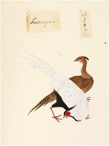 Naturalis Biodiversity Center - RMNH.ART.443 - Anser caerulescens - Kawahara Keiga - 1823 - 1829 - Siebold Collection - pencil drawing - water colour