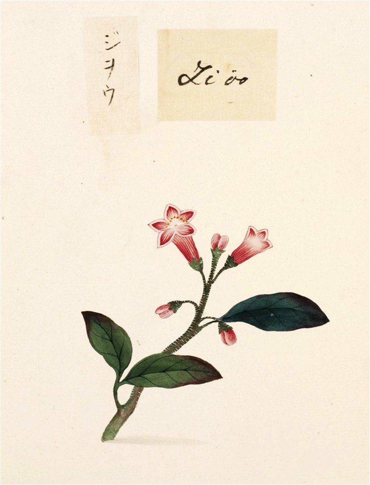 Naturalis Biodiversity Center - RMNH.ART.686 - Rehmannia glutinosa - Kawahara Keiga - 1823 - 1829 - Siebold Collection - pencil drawing - water colour