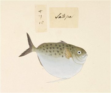 Naturalis Biodiversity Center - RMNH.ART.512 - Harengula zunasi Bleeker - Kawahara Keiga - 1823 - 1829 - Siebold Collection - pencil drawing - water colour