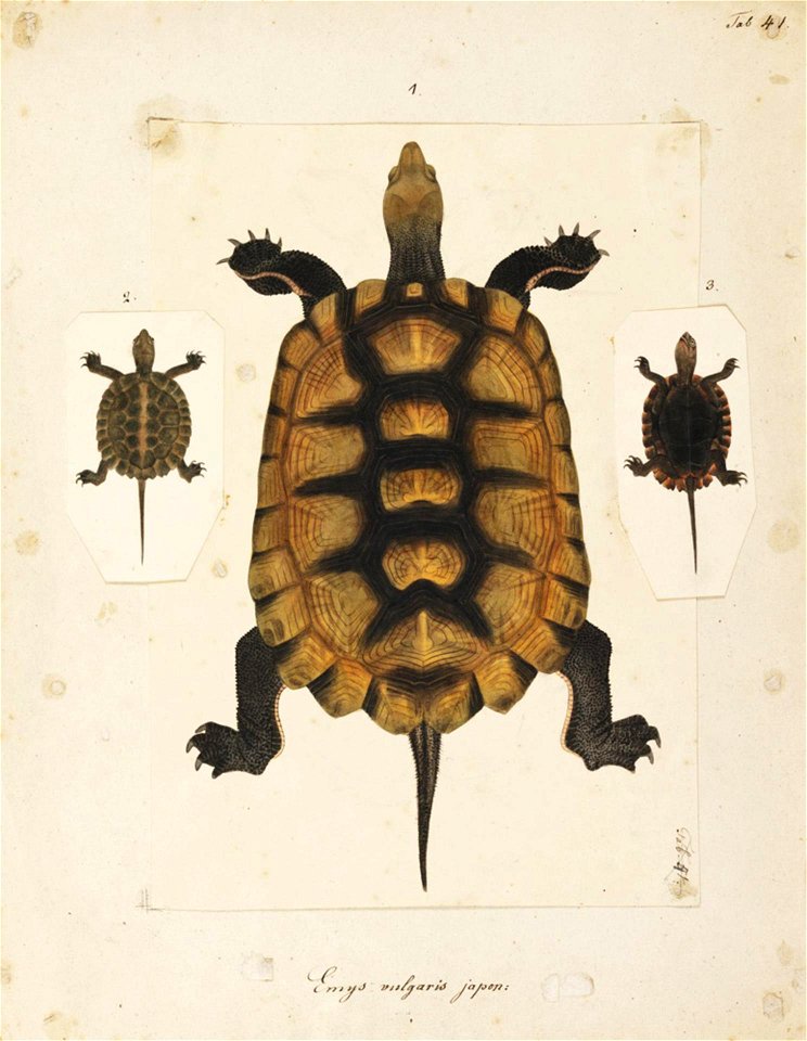 Naturalis Biodiversity Center - RMNH.ART.276 - Mauremys japonica - Kawahara Keiga - 1823 - 1829 - Siebold Collection - pencil drawing - water colour