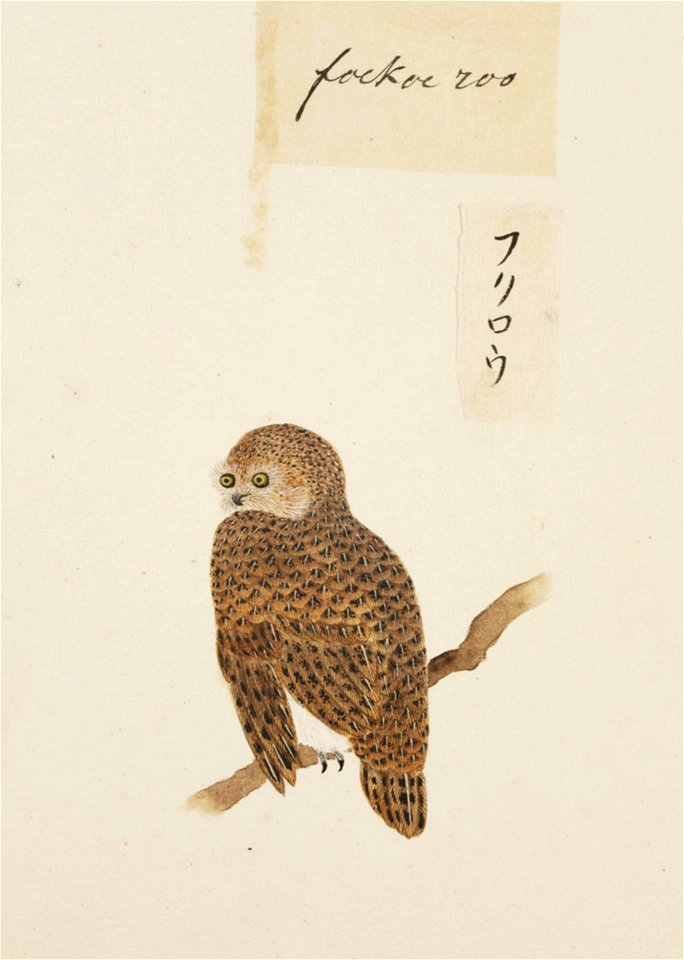 Naturalis Biodiversity Center - RMNH.ART.401 - Strix uralensis - Kawahara Keiga - 1823 - 1829 - Siebold Collection - pencil drawing - water colour