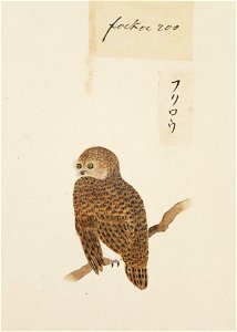 Naturalis Biodiversity Center - RMNH.ART.401 - Strix uralensis - Kawahara Keiga - 1823 - 1829 - Siebold Collection - pencil drawing - water colour