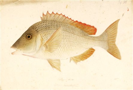 Naturalis Biodiversity Center - RMNH.ART.459 - Lethrinus haematopterus Temminck and Schlegel - Kawahara Keiga - 1823 - 1829 - Siebold Collection - pencil drawing - water colour