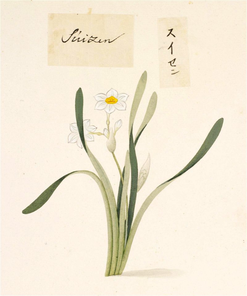 Naturalis Biodiversity Center - RMNH.ART.734 - Narcissus - Kawahara Keiga - 1823 - 1829 - Siebold Collection - pencil drawing - water colour