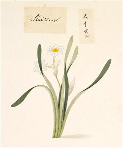 Naturalis Biodiversity Center - RMNH.ART.734 - Narcissus - Kawahara Keiga - 1823 - 1829 - Siebold Collection - pencil drawing - water colour