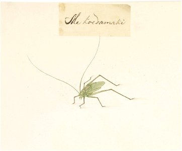 Naturalis Biodiversity Center - RMNH.ART.579 - Hexacentrus japonica - Kawahara Keiga - 1823 - 1829 - Siebold Collection - pencil drawing - water colour