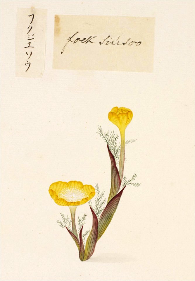 Naturalis Biodiversity Center - RMNH.ART.688 - Adonis amurensis - Kawahara Keiga - 1823 - 1829 - Siebold Collection - pencil drawing - water colour