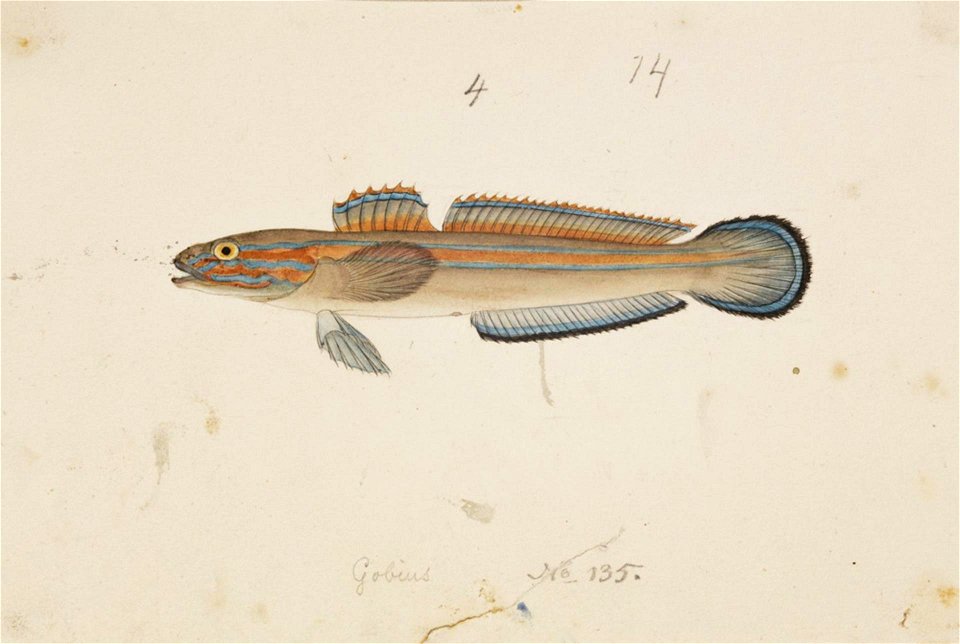 Naturalis Biodiversity Center - RMNH.ART.225 - Glossogobius virgo (Temminck and Schlegel) - Kawahara Keiga - 1823 - 1829 - Siebold Collection - pencil drawing - water colour