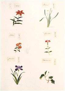 Naturalis Biodiversity Center - RMNH.ART.284 - Lychnis senno - Chrysanthemum morifolium - Lilium sp. - Narcissus sp. - indets - Kawahara Keiga - 1823 - 1829 - Siebold Collection - pencil drawing - water colour