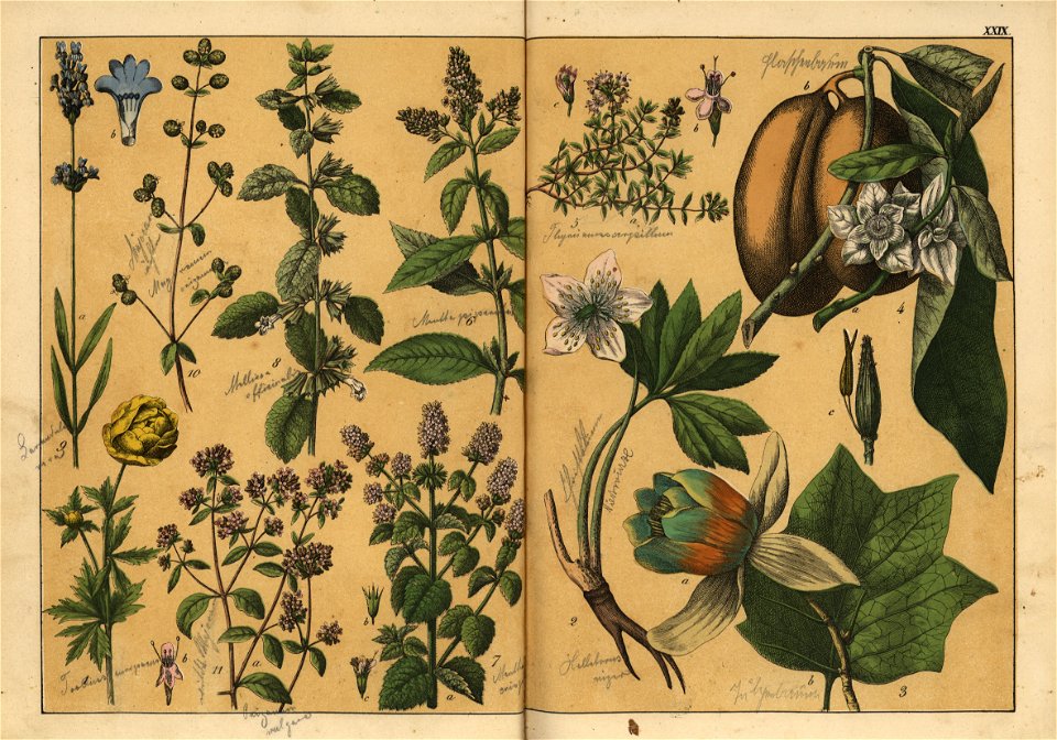 Naturgeschichte des Pflanzenreichs, Eßlingen 1870 - Tafel 029