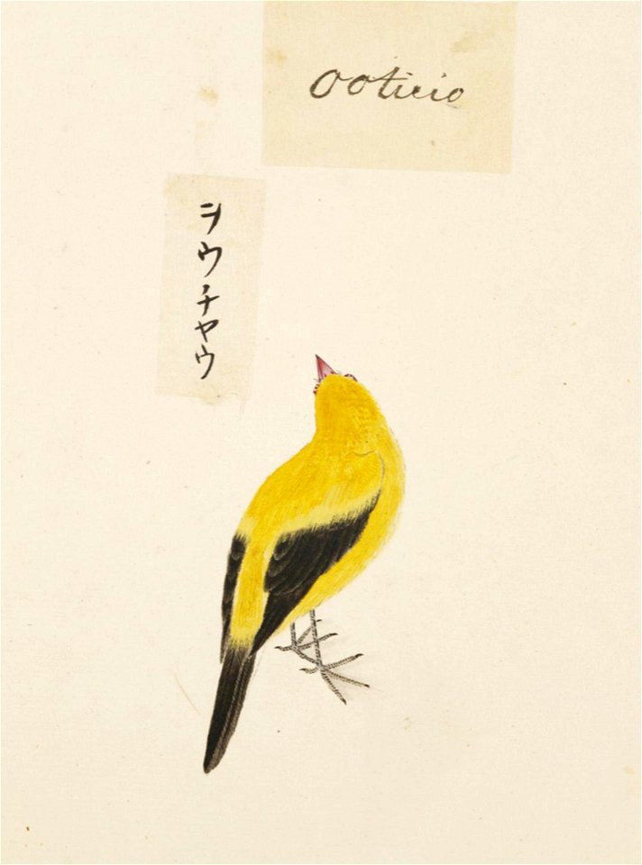 Naturalis Biodiversity Center - RMNH.ART.412 - Dicrurus macrocercus - Kawahara Keiga - 1823 - 1829 - Siebold Collection - pencil drawing - water colour
