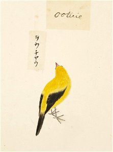 Naturalis Biodiversity Center - RMNH.ART.412 - Dicrurus macrocercus - Kawahara Keiga - 1823 - 1829 - Siebold Collection - pencil drawing - water colour