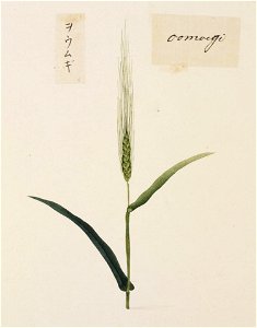 Naturalis Biodiversity Center - RMNH.ART.703 - Hordeum vulgare - Kawahara Keiga - 1823 - 1829 - Siebold Collection - pencil drawing - water colour