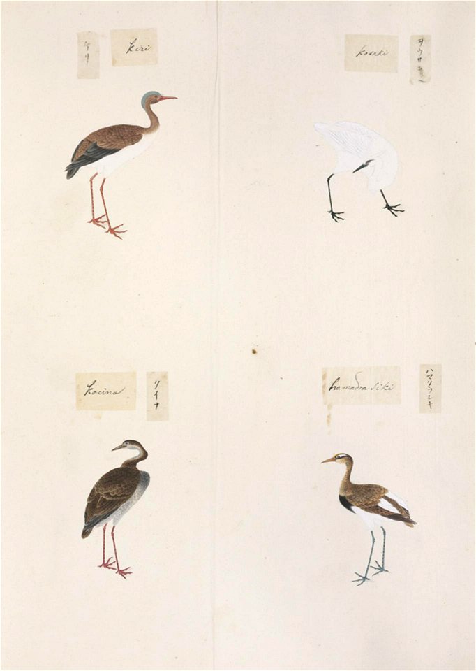 Naturalis Biodiversity Center - RMNH.ART.306 - Rallus aquaticus - Vanellus cinereus - Egretta alba-Ardea Alba - Numenius minutus - Kawahara Keiga - 1823 - 1829 - Siebold Collection - pencil drawing - water colour