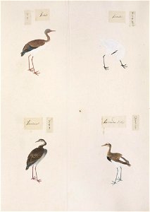 Naturalis Biodiversity Center - RMNH.ART.306 - Rallus aquaticus - Vanellus cinereus - Egretta alba-Ardea Alba - Numenius minutus - Kawahara Keiga - 1823 - 1829 - Siebold Collection - pencil drawing - water colour