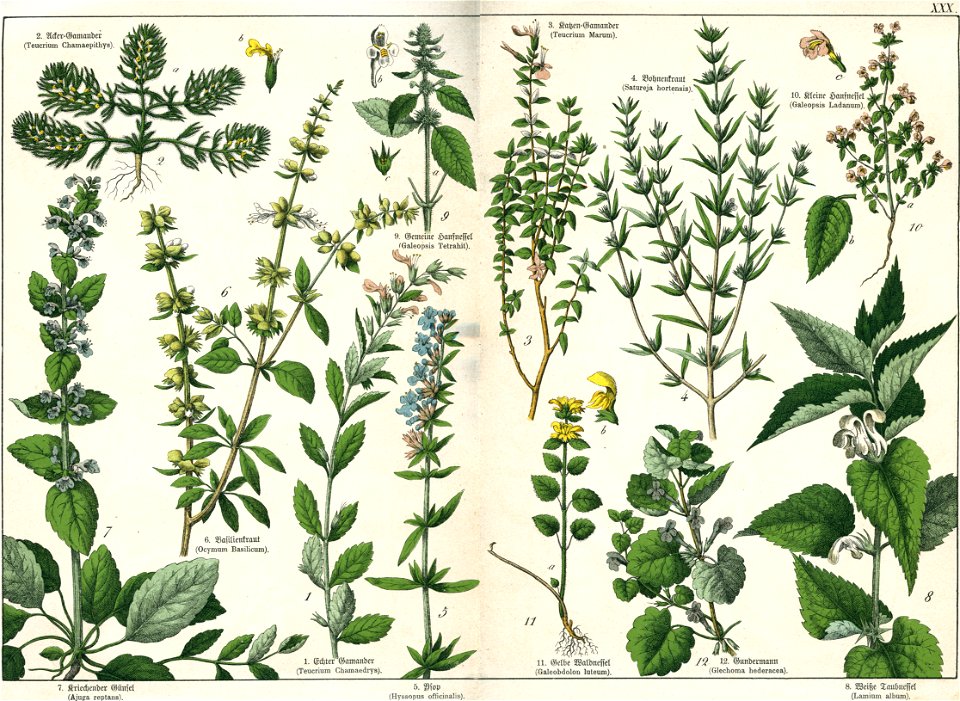 Naturgeschichte des Pflanzenreichs Tafel XXX