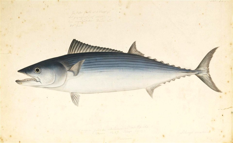 Naturalis Biodiversity Center - RMNH.ART.567 - Sarda orientalis (Temminck and Schlegel) - Kawahara Keiga - 1823 - 1829 - Siebold Collection - pencil drawing - water colour