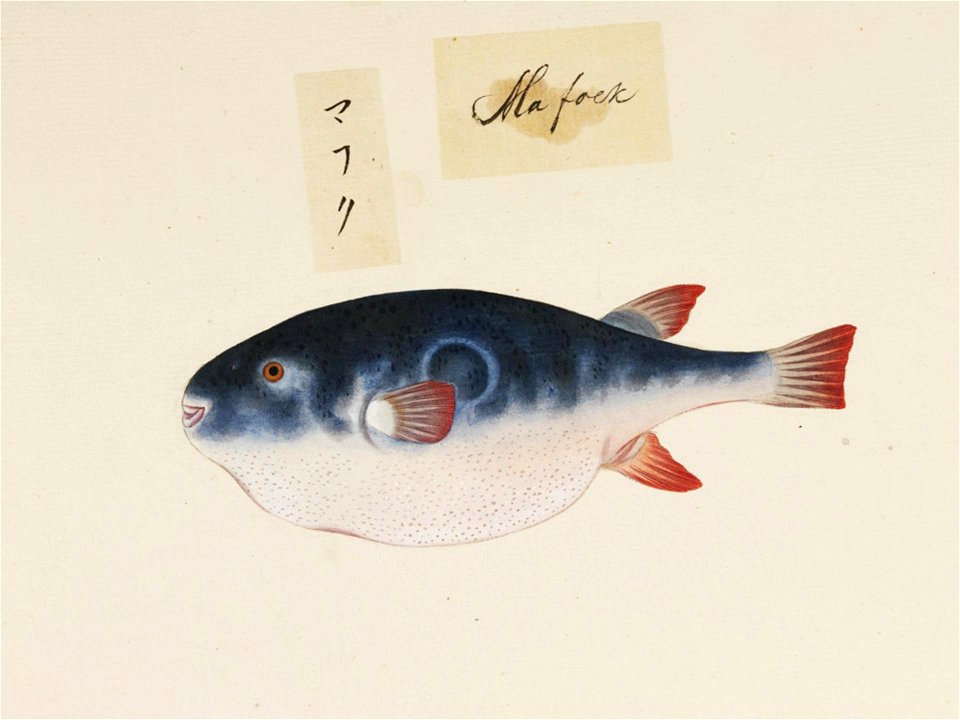 Naturalis Biodiversity Center - RMNH.ART.530 - Takifugu rubripes - Kawahara Keiga - 1823 - 1829 - Siebold Collection - pencil drawing - water colour