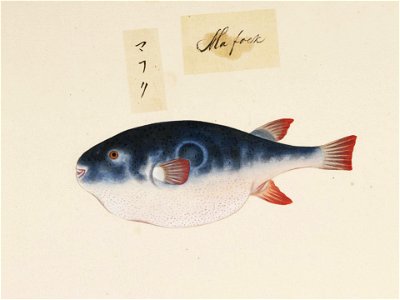 Naturalis Biodiversity Center - RMNH.ART.530 - Takifugu rubripes - Kawahara Keiga - 1823 - 1829 - Siebold Collection - pencil drawing - water colour