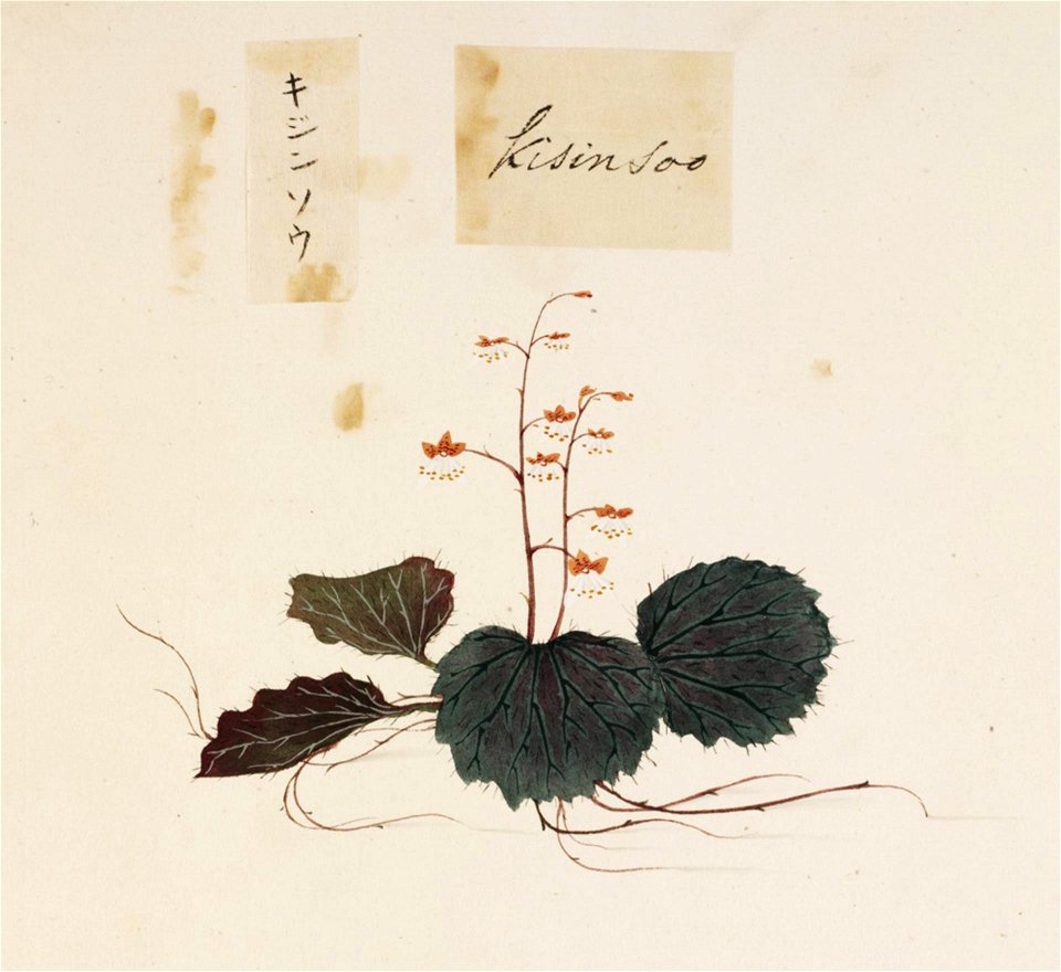 Naturalis Biodiversity Center - RMNH.ART.701 - Saxifraga stolonifera - Kawahara Keiga - 1823 - 1829 - Siebold Collection - pencil drawing - water colour