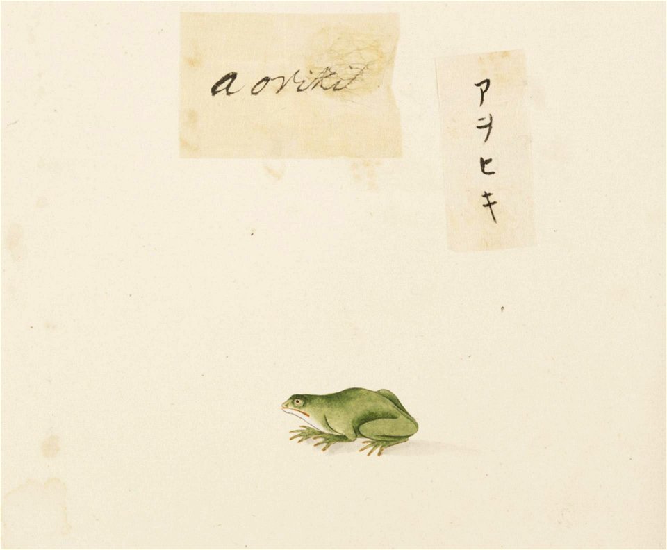 Naturalis Biodiversity Center - RMNH.ART.597 - Rhacophorus schlegelii - Kawahara Keiga - 1823 - 1829 - Siebold Collection - pencil drawing - water colour