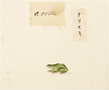 Naturalis Biodiversity Center - RMNH.ART.597 - Rhacophorus schlegelii - Kawahara Keiga - 1823 - 1829 - Siebold Collection - pencil drawing - water colour