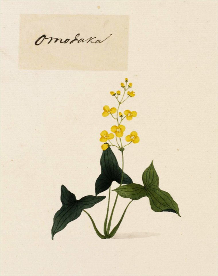 Naturalis Biodiversity Center - RMNH.ART.772 - Sagittaria trifolia - Kawahara Keiga - 1823 - 1829 - Siebold Collection - pencil drawing - water colour