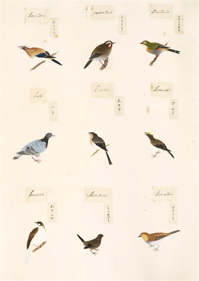 Naturalis Biodiversity Center - RMNH.ART.302-Emberiza cioides-Garrulus ...