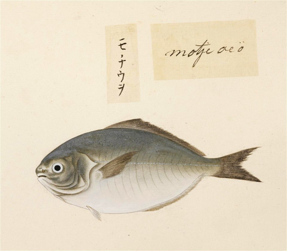 Naturalis Biodiversity Center - RMNH.ART.473 - Uraspis helvola - Kawahara Keiga - 1823 - 1829 - Siebold Collection - pencil drawing - water colour