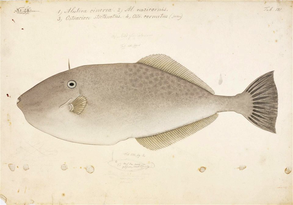 Naturalis Biodiversity Center - RMNH.ART.43 - Aluterus monoceros (Linnaeus) - Kawahara Keiga - 1823 - 1829 - Siebold Collection - pencil drawing - water colour