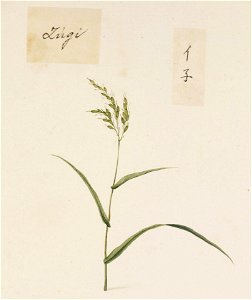 Naturalis Biodiversity Center - RMNH.ART.709 - Oryza sativa - Kawahara Keiga - 1823 - 1829 - Siebold Collection - pencil drawing - water colour