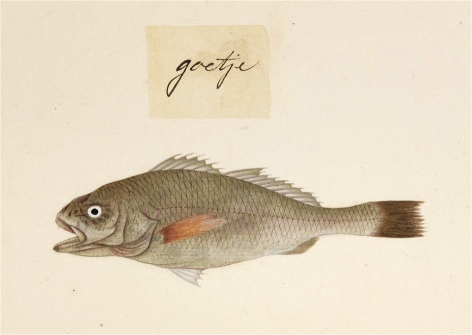 Naturalis Biodiversity Center - RMNH.ART.476 - Argyrosomus argentatus - Kawahara Keiga - 1823 - 1829 - Siebold Collection - pencil drawing - water colour